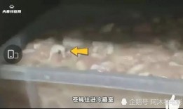 长春华莱士最新爆料,揭秘幕后真相与未来发展