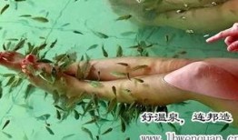 小助理爆料西鱼视频,小助理独家爆料，带你探秘热门短视频平台幕后故事