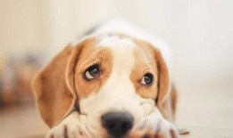 娱乐吃瓜酱小狗被卖,背后的故事与反思