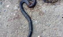 缅北蛇头爆料是真的吗视频,真相还是谣言？