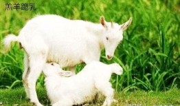 百万网红小羊吃瓜,揭秘娱乐圈幕后风云