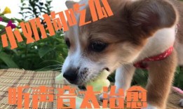 娱乐吃瓜酱小狗被卖,背后的故事与反思