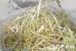 豆芽爆料视频大全最新,揭秘娱乐圈幕后真相